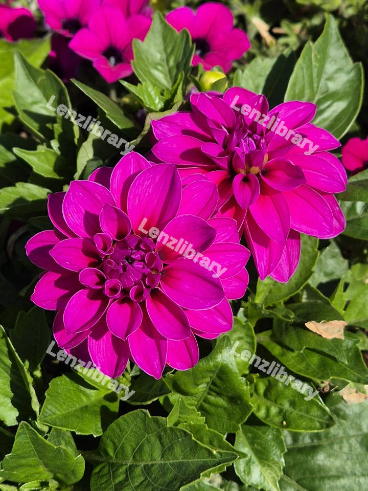 Purple Dahlia Flower